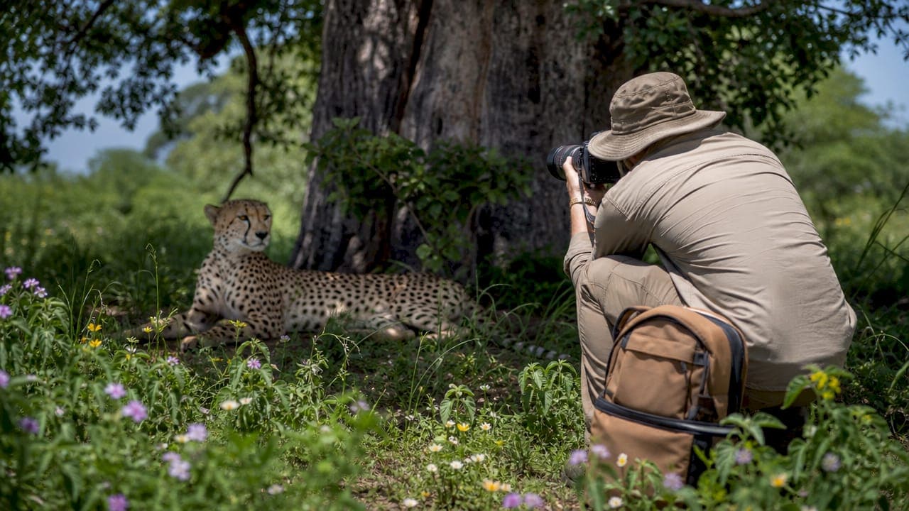 African Predators on Safari: Your Complete Field Guide