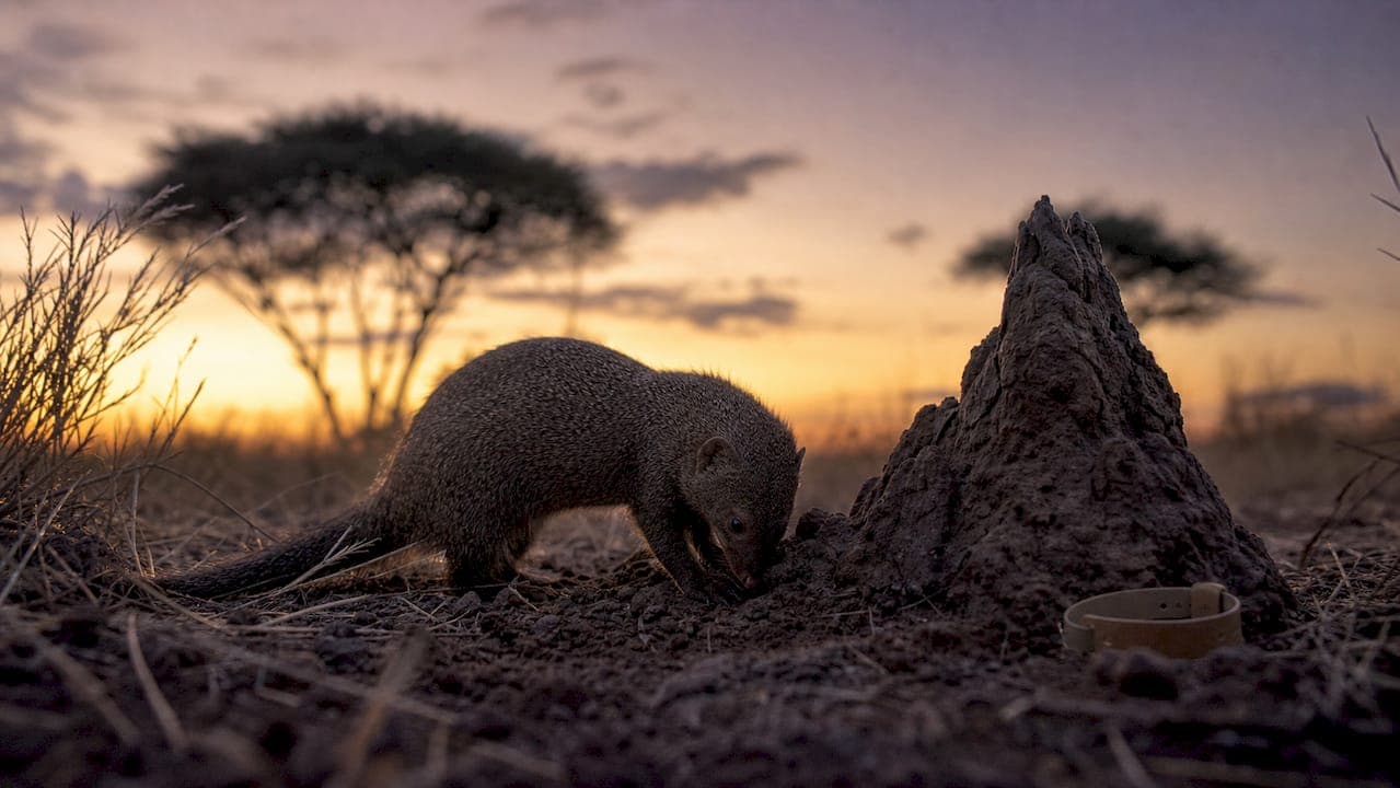 Mungoarten auf Safari in Südafrika: Der Beobachterguide